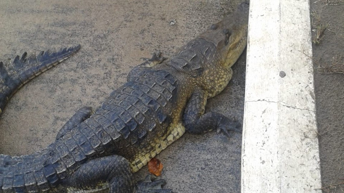 Lluvias motivan a los cocodrilos a salir de las lagunas