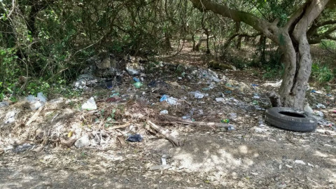 Detectan destrucción de mangle, especie que está sujeta a protección especial