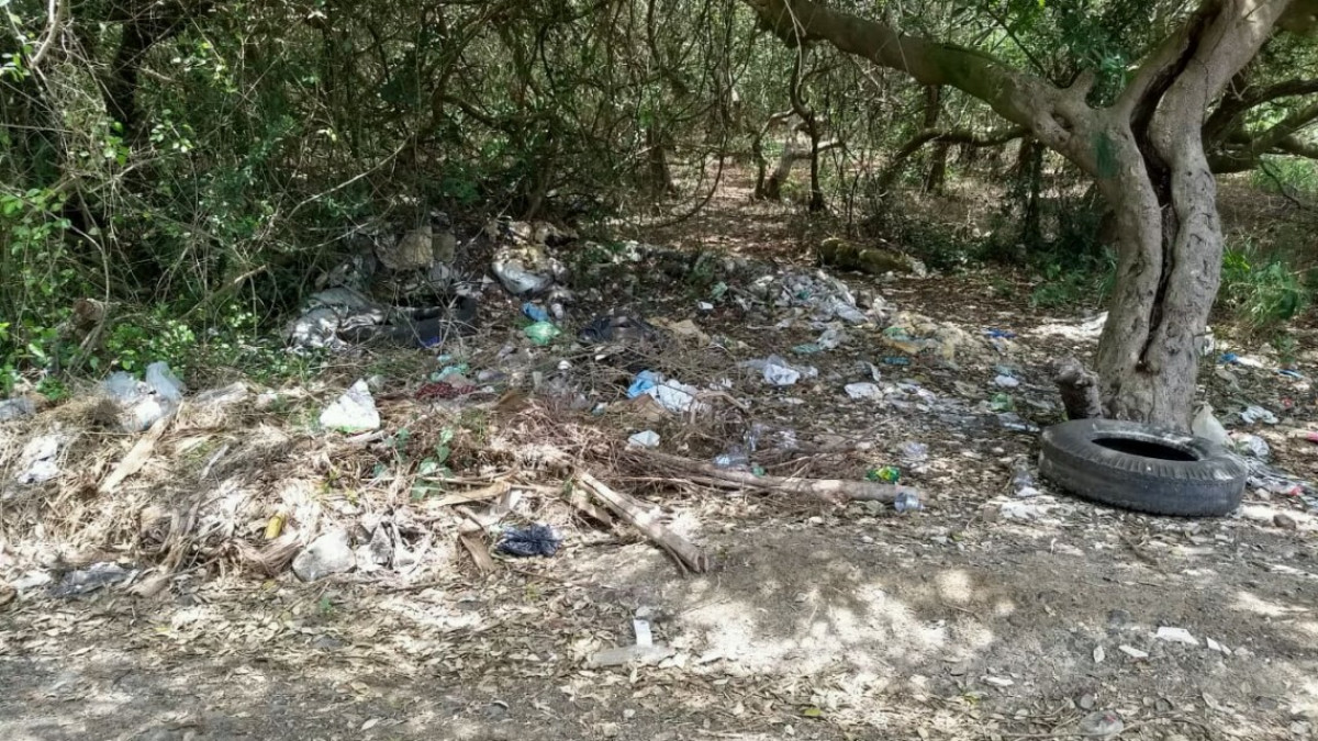 Detectan destrucción de mangle, especie que está sujeta a protección especial