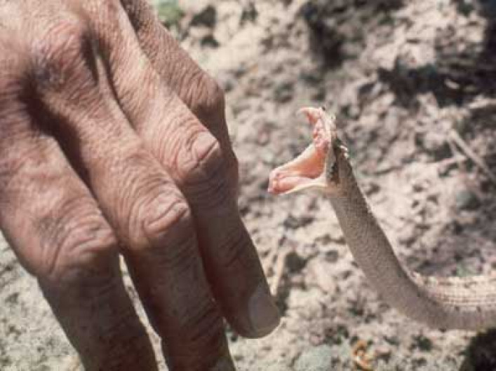 Alertan autoridades sobre picaduras de serpientes, arañas y alacranes