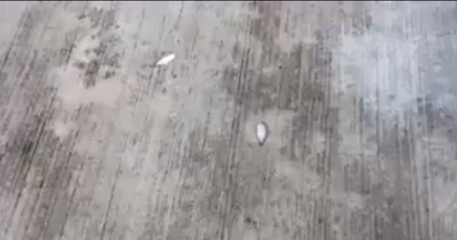 Mesociclón causa de lluvia de peces en Tampico