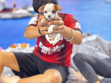 Llama Carlos Peña Ortz a proteger la integridad de las mascotas