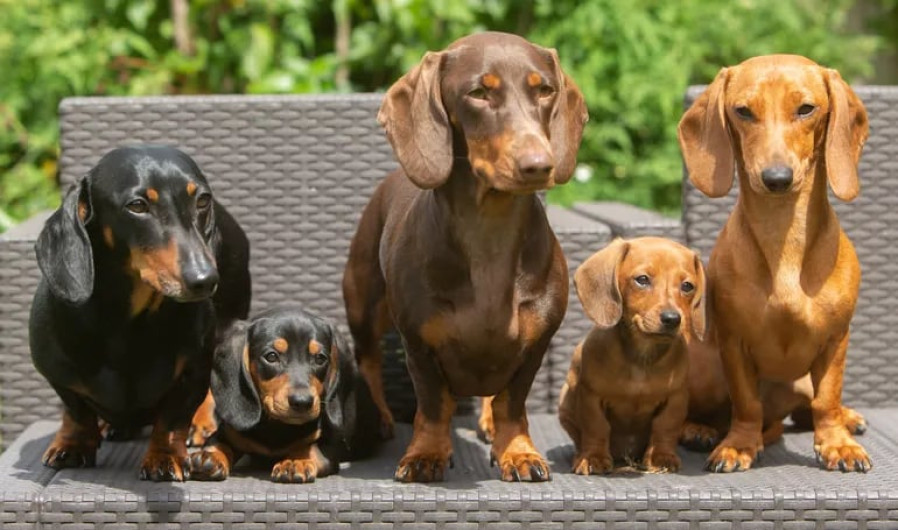 Alemania podría prohibir la cría del perro salchicha