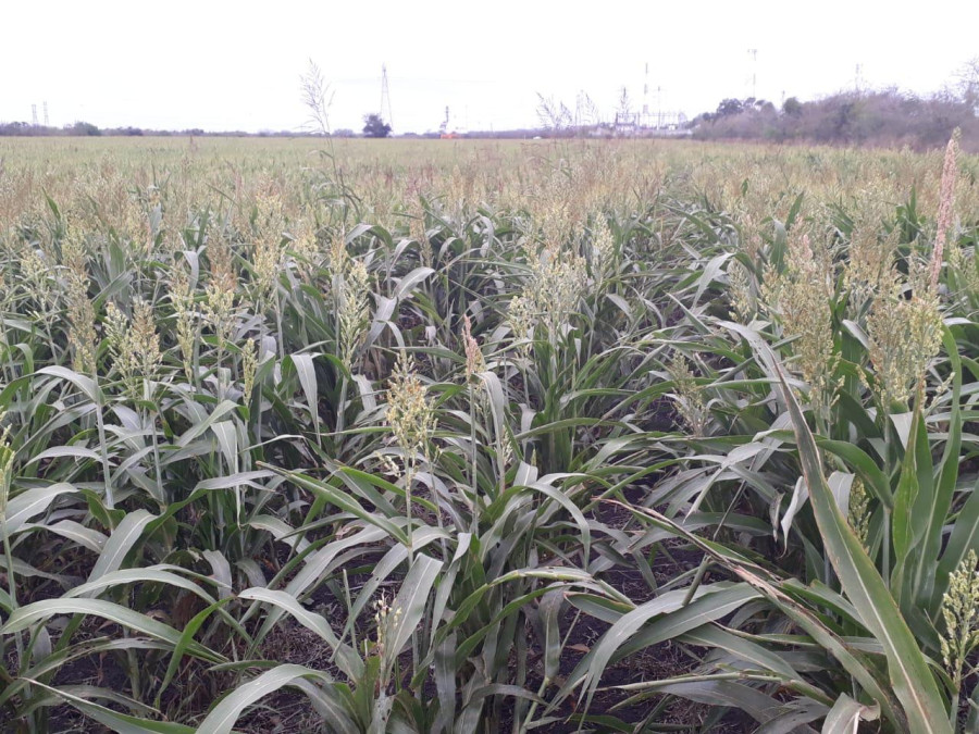 CNC pide se declare zona de desastre el campo de Altamira