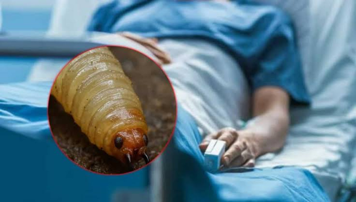 EU confirma primer caso humano de gusano barrenador en su territorio