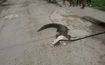 Reubicarán cocodrilos en Tampico