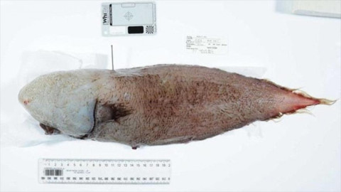 Hayan pez sin rostro en Australia