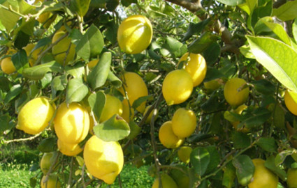  Logra Tamaulipas certificar mil ha. De limón amarillo