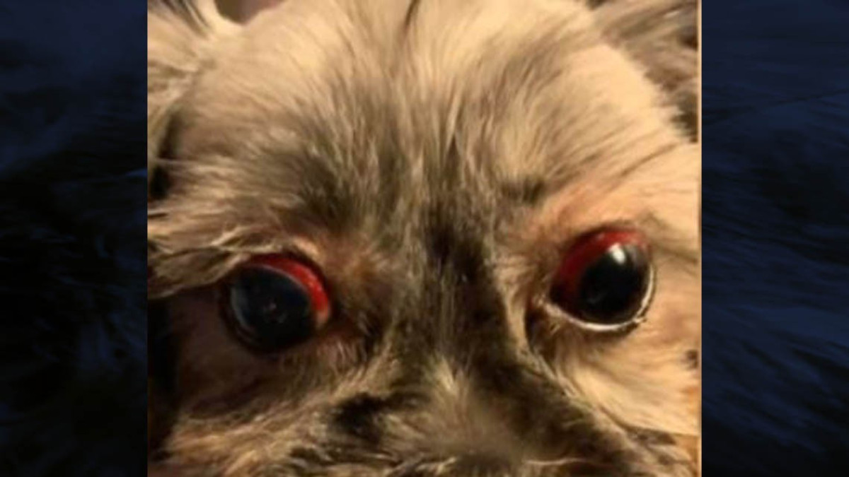 Estética canina de Brownsville es denunciada por maltrato animal