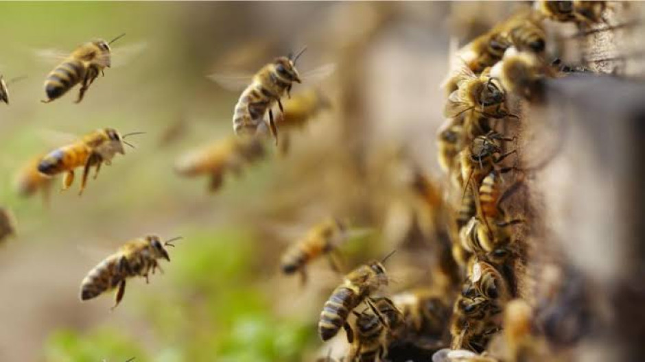 2 hospitalizados en Edinburg tras ataque de abejas