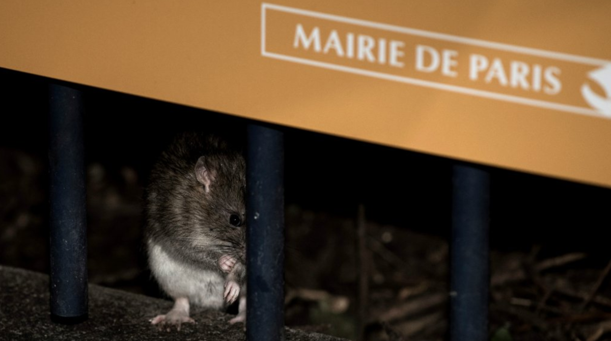 Sin control, plaga de ratas en París; cierran plazas