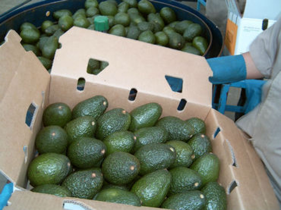 Rechaza EU cargamento de aguacates mexicanos