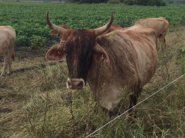 SAGARPA trabaja en los apoyos a sectores agrícola para el presente siglo.