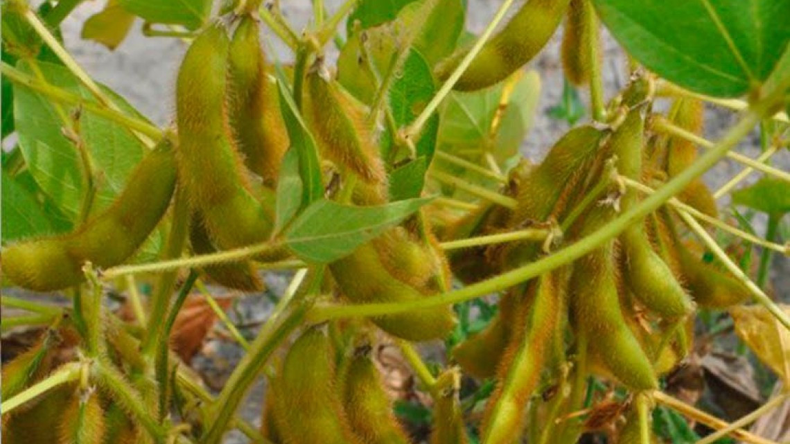 Productores agrícolas piden se les paguen los incentivos por siembra 