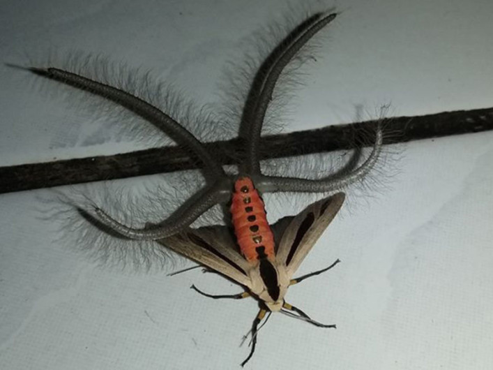 Insecto paraliza internet