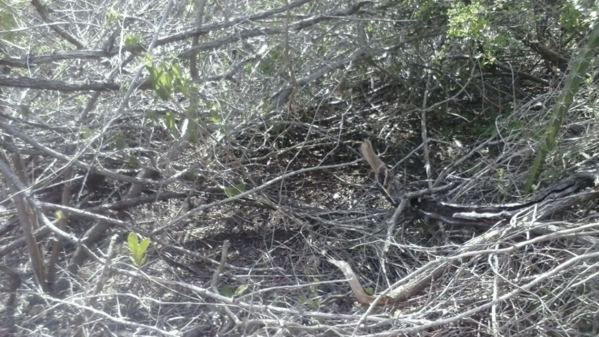 Ejidatarios denuncian problemas de contaminación por los trabajos del Gasoducto Texas Tuxpan