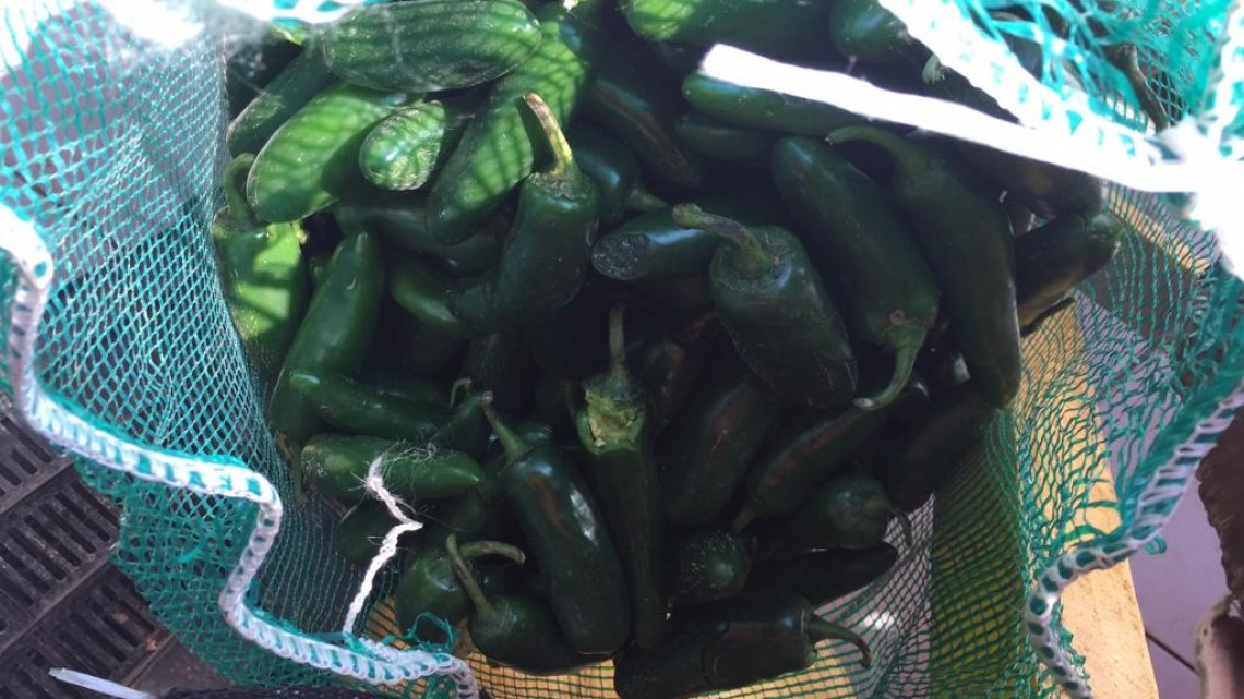 Alto precio del chile nacional genera buenas utilidades para productores de hortalizas