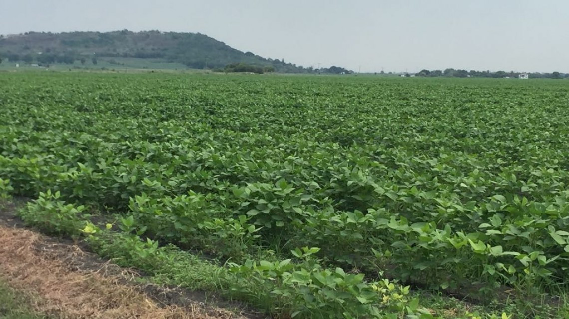 Sector agrícola se prepara para cosecha de soya en la zona sur