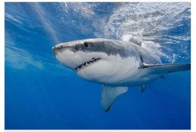 Muere hombre tras ser mordido por un tiburón en Massachusetts