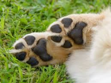 Confirman en Hong Kong primer contagio humano-perro de Covid-19