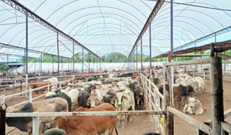 Detectan y controlan caso de gusano barrenador del ganado en Querétaro