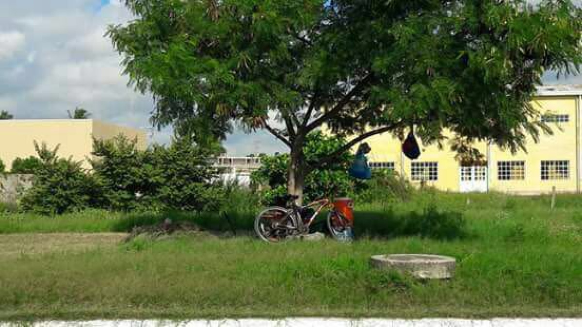 Abejas africanizadas atacan a trabajadores municipales