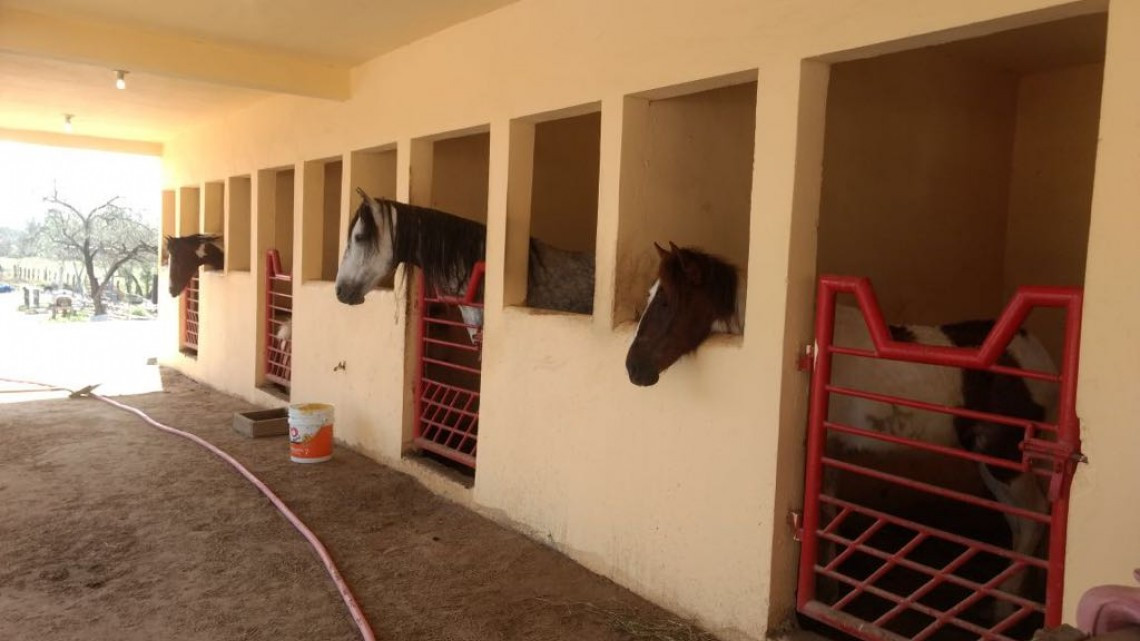 Descubren maltrato animal y probables sustancias en zoológico