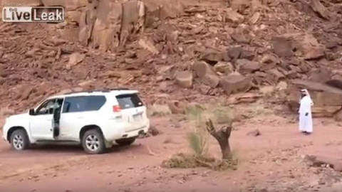 Árabes intentan derribar un árbol con un lujoso automóvil 