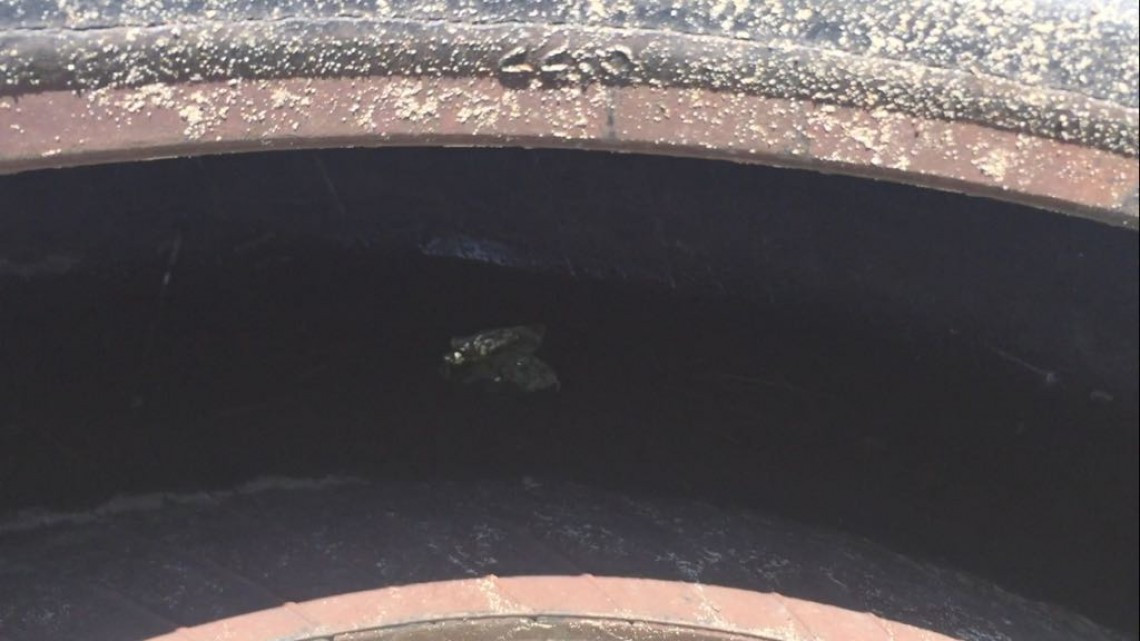 Secretaría de salud intensificará combate contra mosco del dengue.