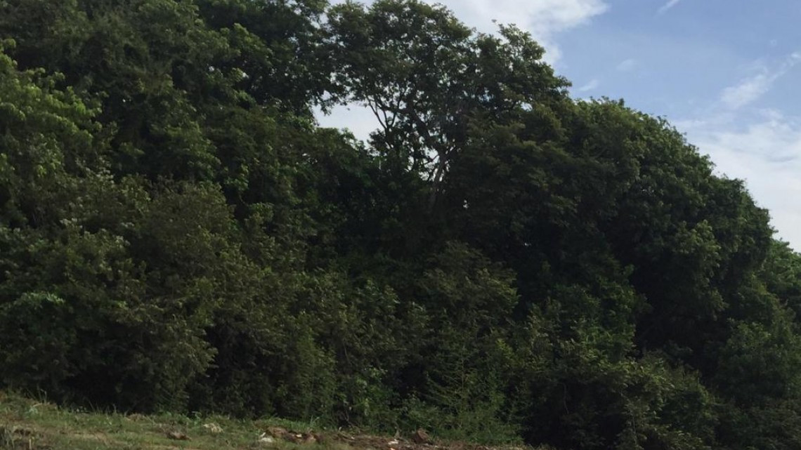 Por presencia de felinos, aves y flora diversa, se busca crear zona de protección ambiental.