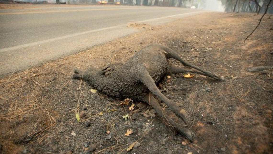 Las otras víctimas de los incendios en California