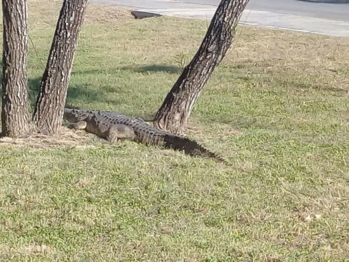 Bomberos atrapan cocodrilo que caminaba en accesos al Teatro Metropolitano