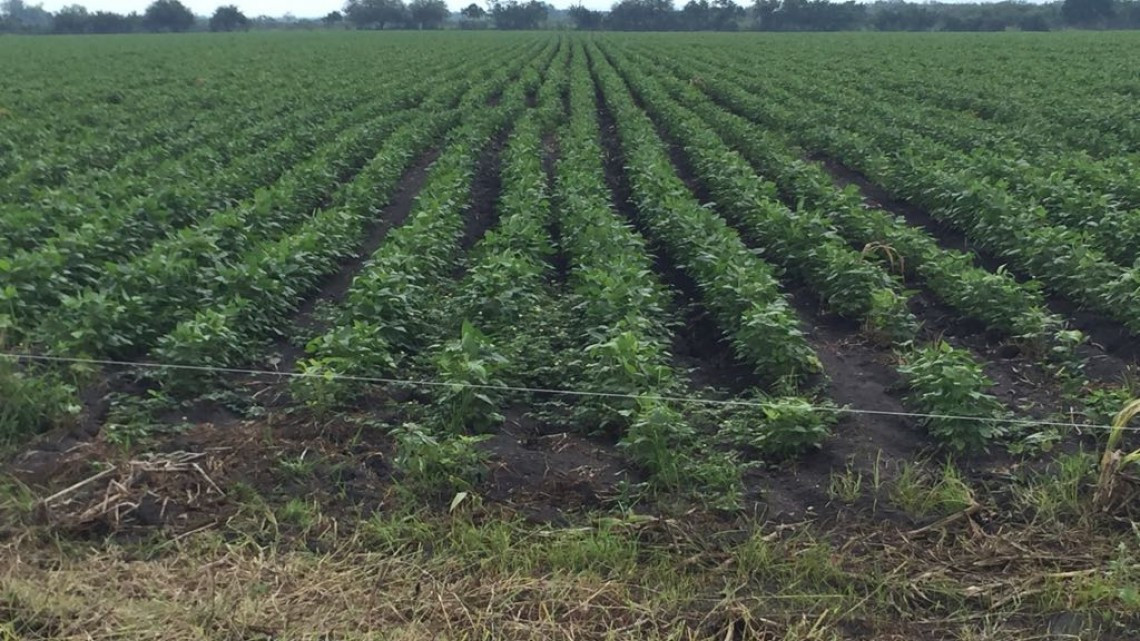 Agricultores se agrupan para comprar insumos y reducir costos en la siembra
