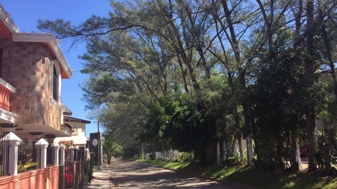 Pino tumba poste y cableado de CFE y deja sin luz a 100 viviendas