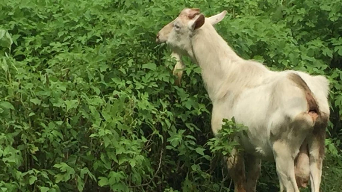 Necesario apoyar al campo ante la falta de lluvias