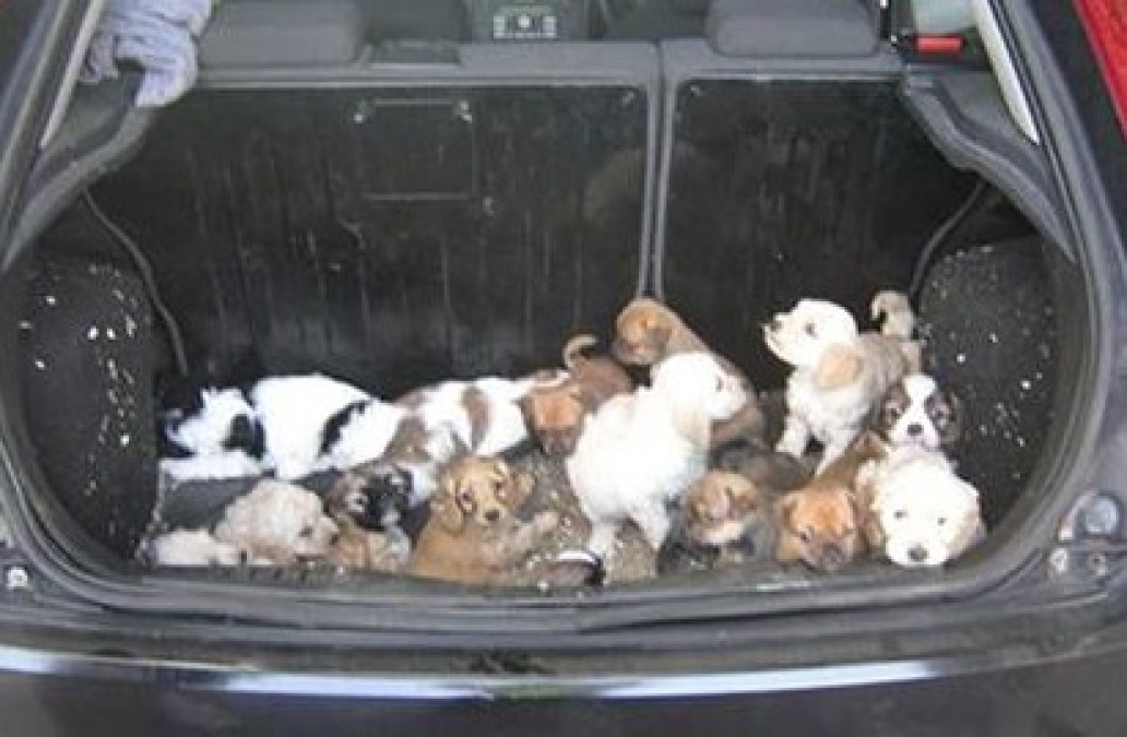 Detectan en Puente II a hombre con 25 cachorros ocultos