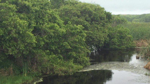 Tala inmoderada amenaza el mangle en Altamira