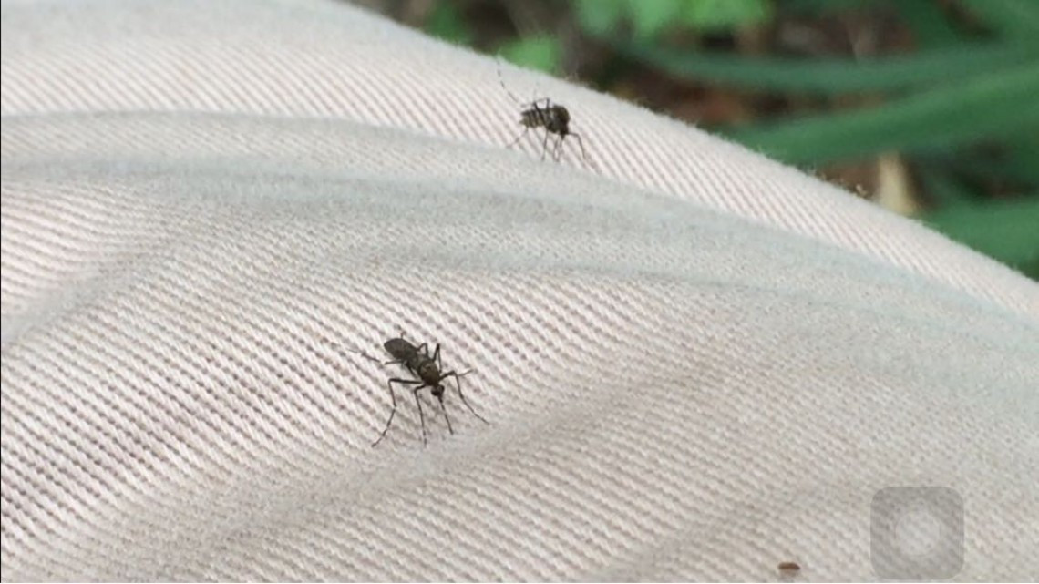 Atenta Salud para evitar el ingreso de sarampión al país