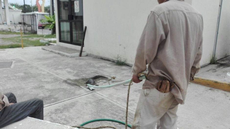 Encuentran pequeño cocodrilo en cárcamo de Comapa