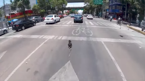 Ciclista persigue a perro por dos minutos y logra rescatarlo