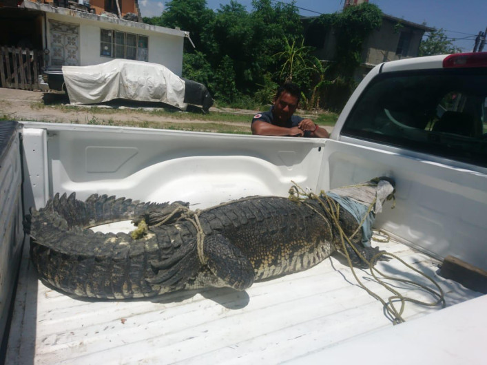 Capturan enorme cocodrilo en Madero