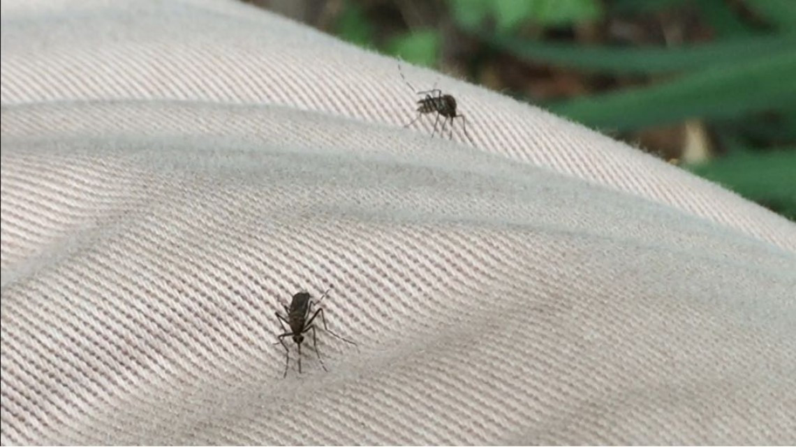 Redoblan esfuerzos en el combate al mosco, tras recientes lluvias y calor