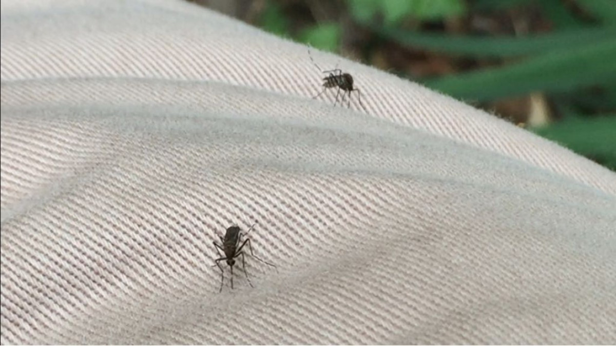 Redoblan esfuerzos en el combate al mosco, tras recientes lluvias y calor
