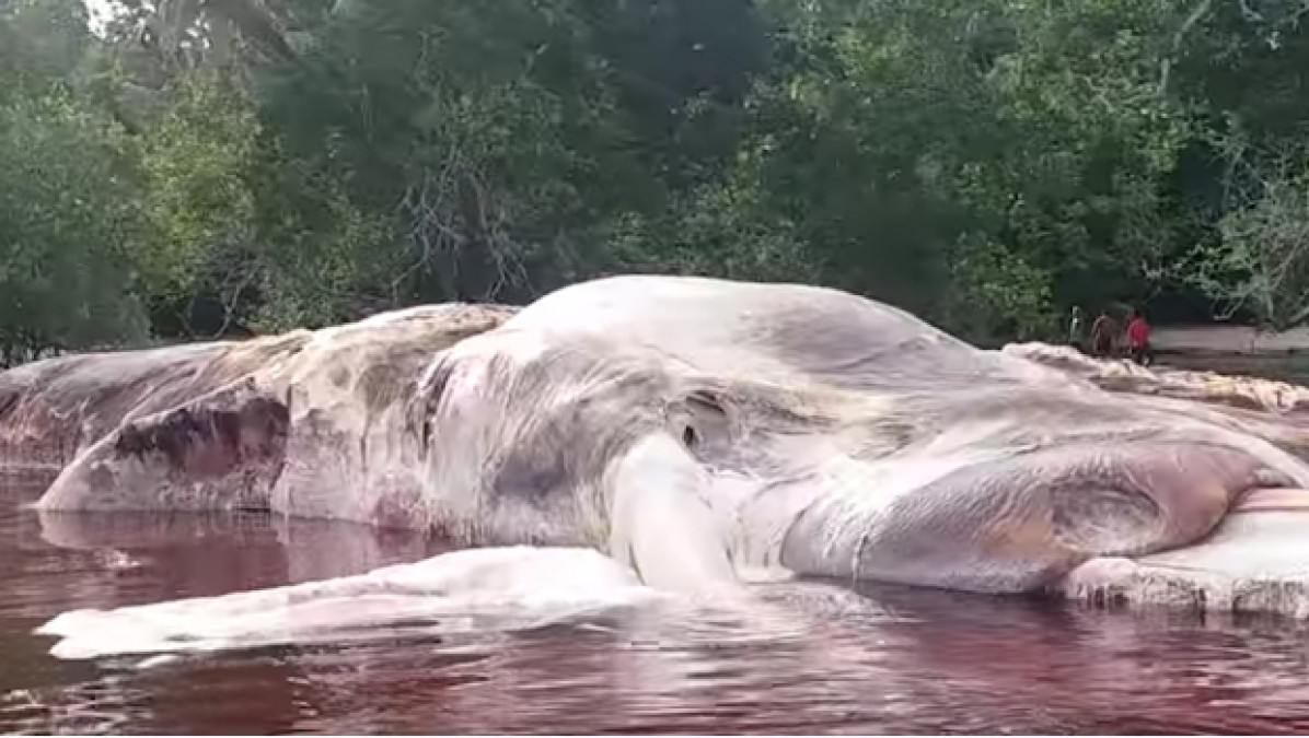 Hallan restos de un misterioso animal en Indonesia