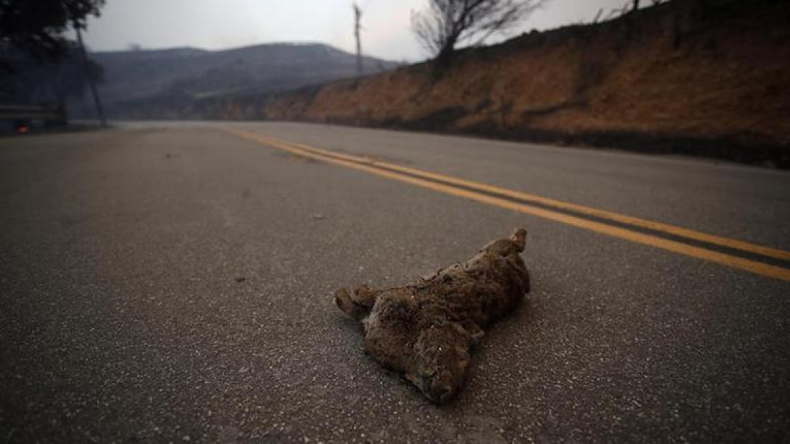 Las otras víctimas de los incendios en California