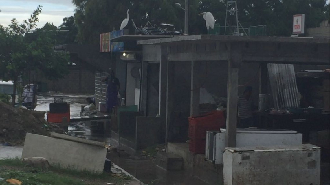 Comerciantes de mariscos piden mejoras en sus instalaciones