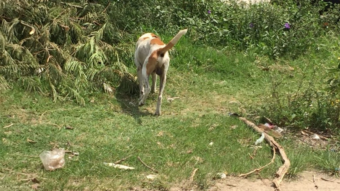 Avanza creación de reglamento de protección animal en Altamira