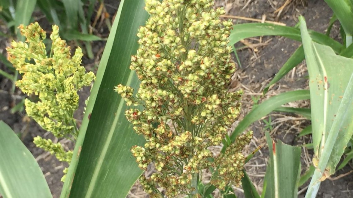 Siembra de sorgo se perderá por falta de lluvias