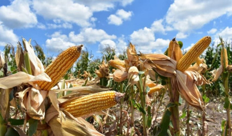 Nuevas estrategias productivas fortalecen la economía rural en Tamaulipas