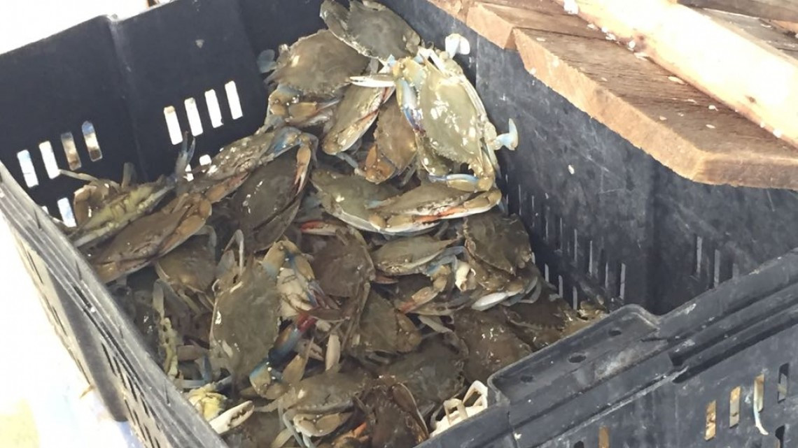 Pesca indiscriminada amenaza especies de la laguna de Champayán